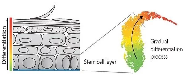 Observing-the-Onset-of-Skin-Stem-Cell-Differentiation-1