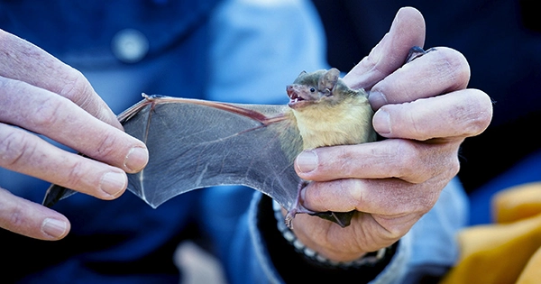 Protecting Bat Habitat Is Necessary To Prevent New Viruses From Infecting People
