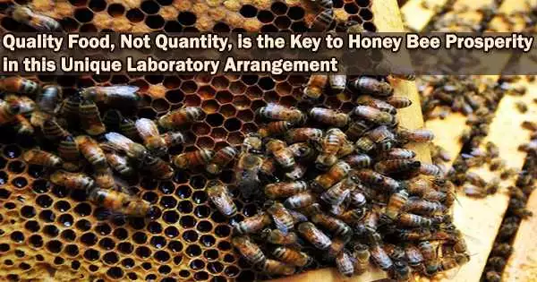 Quality Food, Not Quantity, is the Key to Honey Bee Prosperity in this Unique Laboratory Arrangement