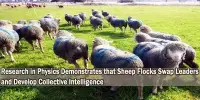 Research in Physics Demonstrates that Sheep Flocks Swap Leaders and Develop Collective Intelligence
