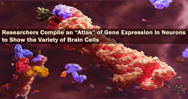 Researchers Compile an “Atlas” of Gene Expression in Neurons to Show the Variety of Brain Cells