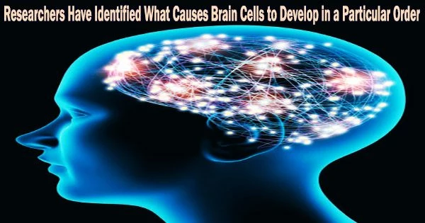 Researchers Have Identified What Causes Brain Cells to Develop in a Particular Order
