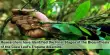 Researchers have Identified the Final Stages of the Biosynthesis of the Coca Leaf’s Tropane Alkaloids