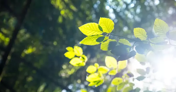 Returning to Photosynthesis’s Future