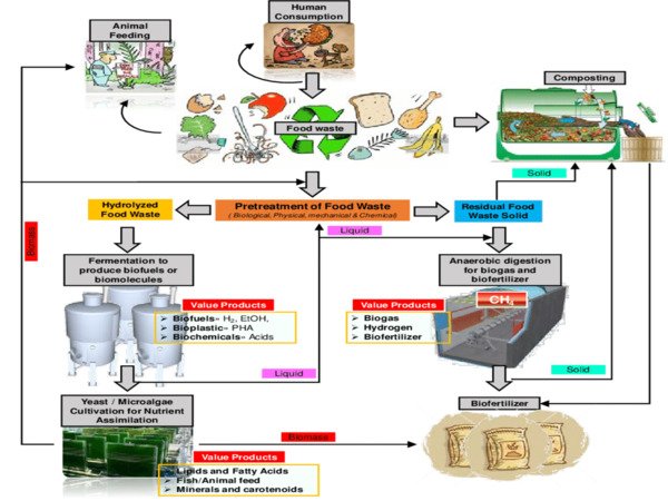 Scientists-create-a-new-Fertilizer-out-of-Food-Waste-1
