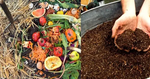 Scientists create a new Fertilizer out of Food Waste
