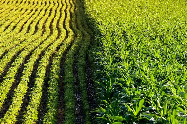 Skeptics-of-GMOs-remain-Skeptical-of-Big-Agricultures-Climate-Pitch-1