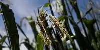 Skeptics of GMOs remain Skeptical of Big Agriculture’s Climate Pitch