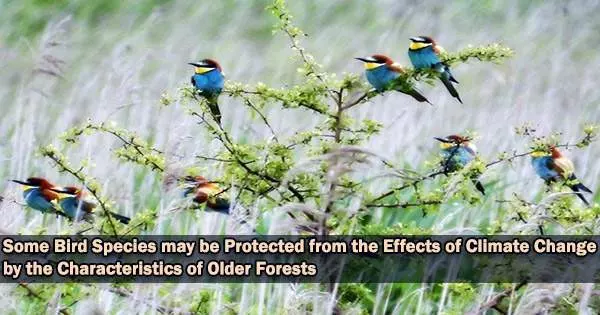 Some Bird Species may be Protected from the Effects of Climate Change by the Characteristics of Older Forests