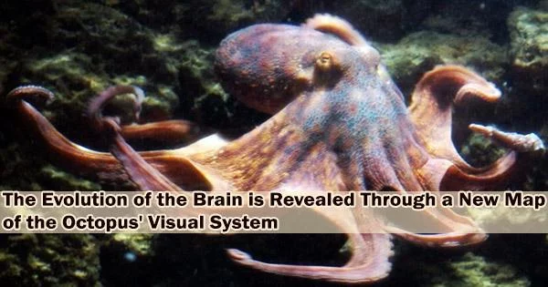 The Evolution of the Brain is Revealed Through a New Map of the Octopus’ Visual System