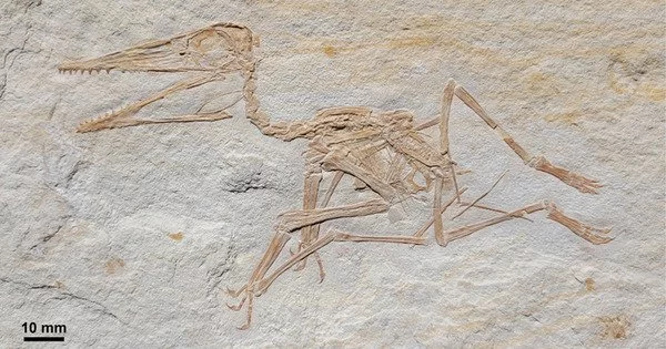 The Oldest Pterodactylus Fossil discovered in Germany