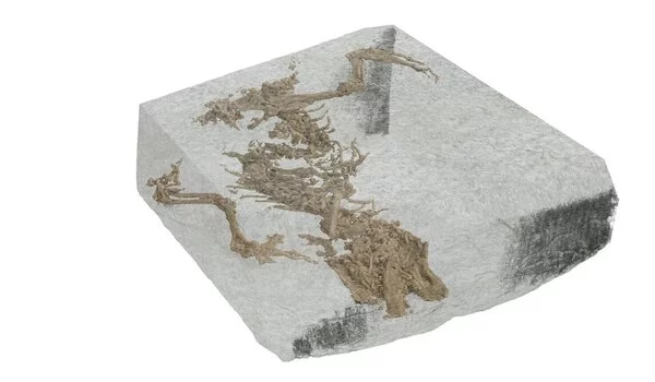 The-Origins-of-Lizards-are-shown-by-a-New-Scottish-Fossil-1