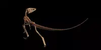 The Origins of Lizards are shown by a New Scottish Fossil