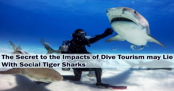 The Secret to the Impacts of Dive Tourism may Lie With Social Tiger Sharks