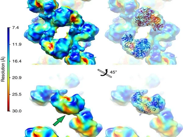 Understanding-the-Structure-of-the-Influenza-Virus-1