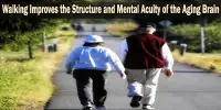 Walking Improves the Structure and Mental Acuity of the Aging Brain