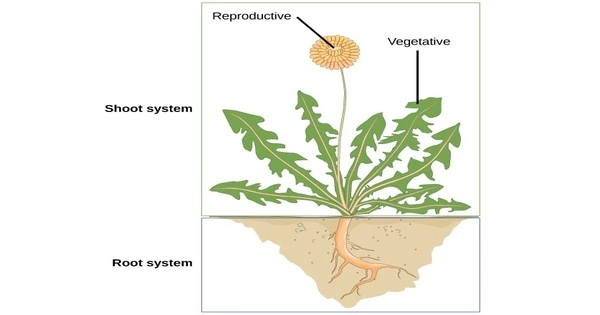 Water causes Plant Roots to change Shape and Branch Out