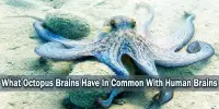 What Octopus Brains Have In Common With Human Brains