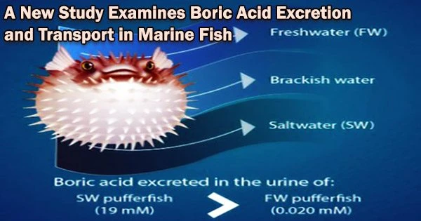 A New Study Examines Boric Acid Excretion and Transport in Marine Fish