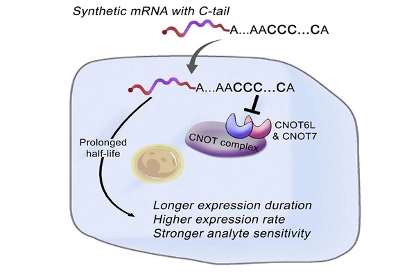 A-Novel-Method-of-Synthesizing-mRNAs-improves-the-Efficacy-of-mRNA-Drugs-and-Vaccines-1