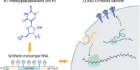 A Novel Method of Synthesizing mRNAs improves the Efficacy of mRNA Drugs and Vaccines
