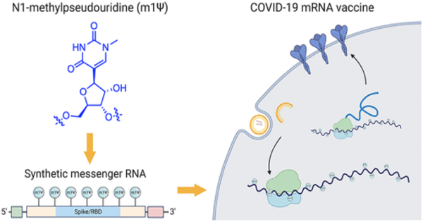 A Novel Method of Synthesizing mRNAs improves the Efficacy of mRNA Drugs and Vaccines