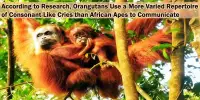 According to Research, Orangutans Use a More Varied Repertoire of Consonant-Like Cries than African Apes to Communicate
