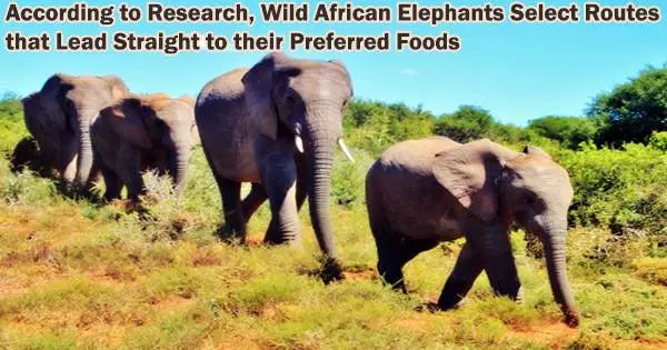 According to Research, Wild African Elephants Select Routes that Lead Straight to their Preferred Foods