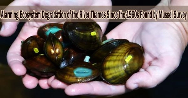 Alarming Ecosystem Degradation of the River Thames Since the 1960s Found by Mussel Survey
