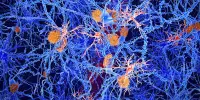 Alzheimer’s Disease has a New Immune Culprit