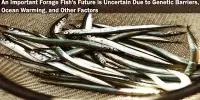 An Important Forage Fish’s Future is Uncertain Due to Genetic Barriers, Ocean Warming, and Other Factors