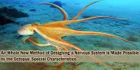 An Whole New Method of Designing a Nervous System is Made Possible by the Octopus’ Special Characteristics