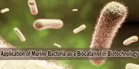 Application of Marine Bacteria as a Biocatalyst in Biotechnology