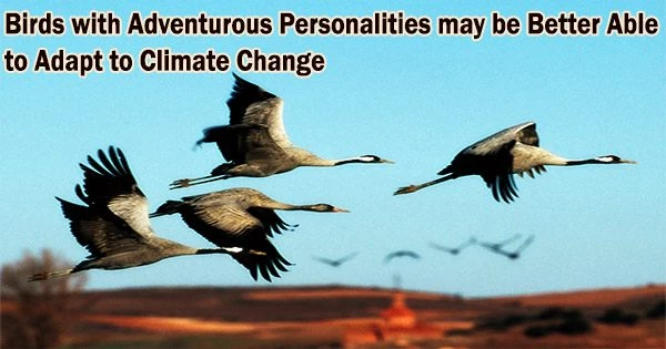 Birds with Adventurous Personalities may be Better Able to Adapt to Climate Change
