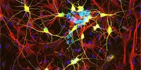 Brain Tissue Regeneration Key Factors Identified