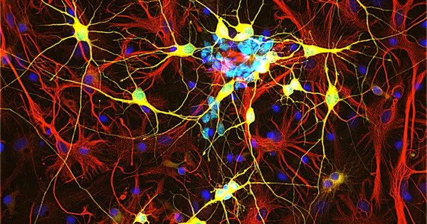 Brain Tissue Regeneration Key Factors Identified