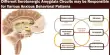 Different Serotonergic Amygdala Circuits may be Responsible for Various Anxious Behavioral Patterns