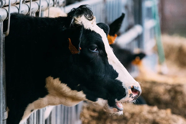 Experts-Offer-Techniques-to-Reduce-Methane-Emissions-from-Dairy-Animals-1