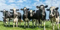 Experts Offer Techniques to Reduce Methane Emissions from Dairy Animals