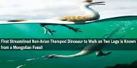 First Streamlined Non-Avian Theropod Dinosaur to Walk on Two Legs is Known from a Mongolian Fossil