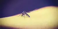 Geoengineering could put One Billion People at Risk of Malaria