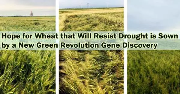 Hope for Wheat that Will Resist Drought is Sown by a New Green Revolution Gene Discovery
