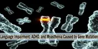 Language Impairment, ADHD, and Myasthenia Caused by Gene Mutation