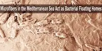 Microfibers in the Mediterranean Sea Act as Bacterial Floating Homes