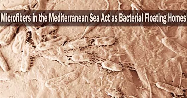 Microfibers in the Mediterranean Sea Act as Bacterial Floating Homes