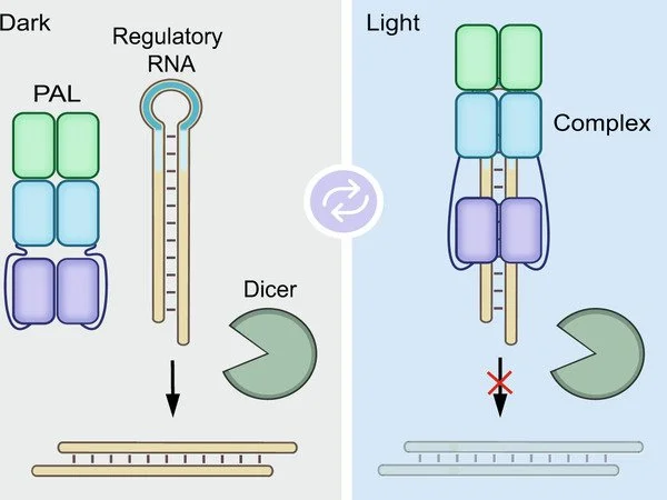 Monitoring-RNA-Regulation-at-the-Molecular-Level-1