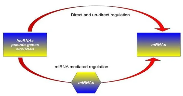 Monitoring RNA Regulation at the Molecular Level