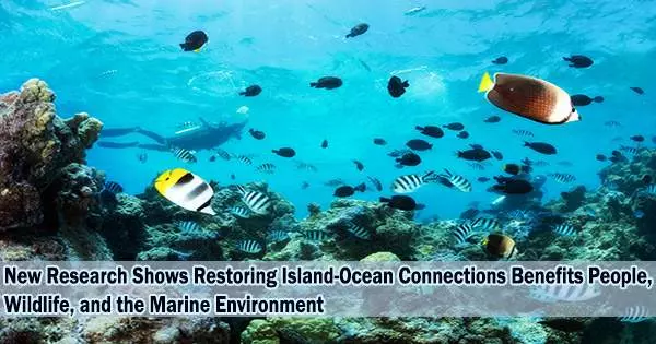 New Research Shows Restoring Island-Ocean Connections Benefits People, Wildlife, and the Marine Environment