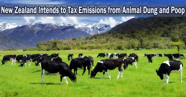 New Zealand Intends to Tax Emissions from Animal Dung and Poop