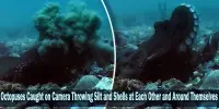Octopuses Caught on Camera Throwing Silt and Shells at Each Other and Around Themselves